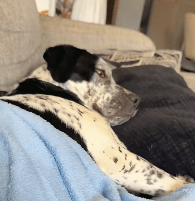 Rescue dog relaxing to TV show