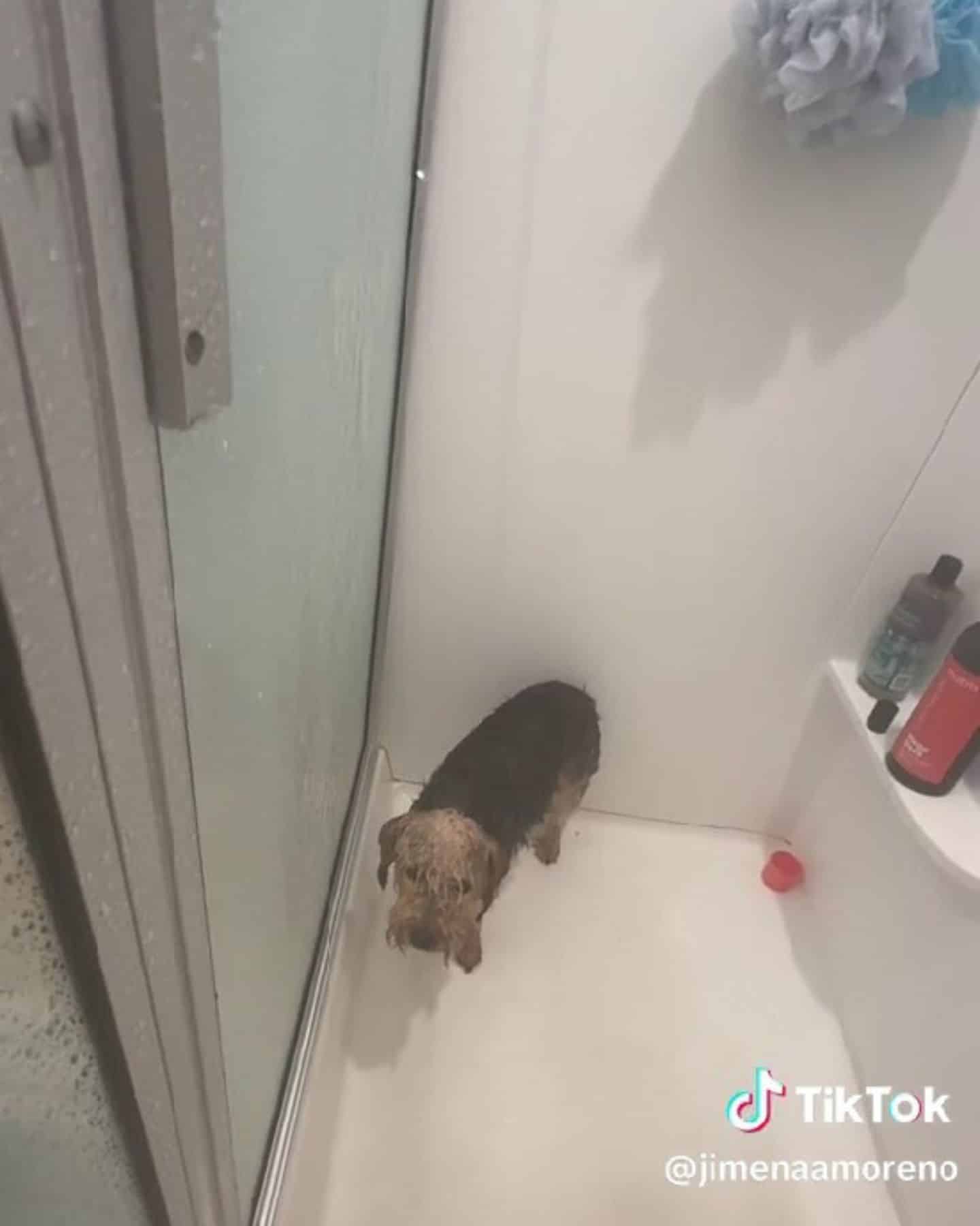 Benny the dog standing drenched next to owner in shower