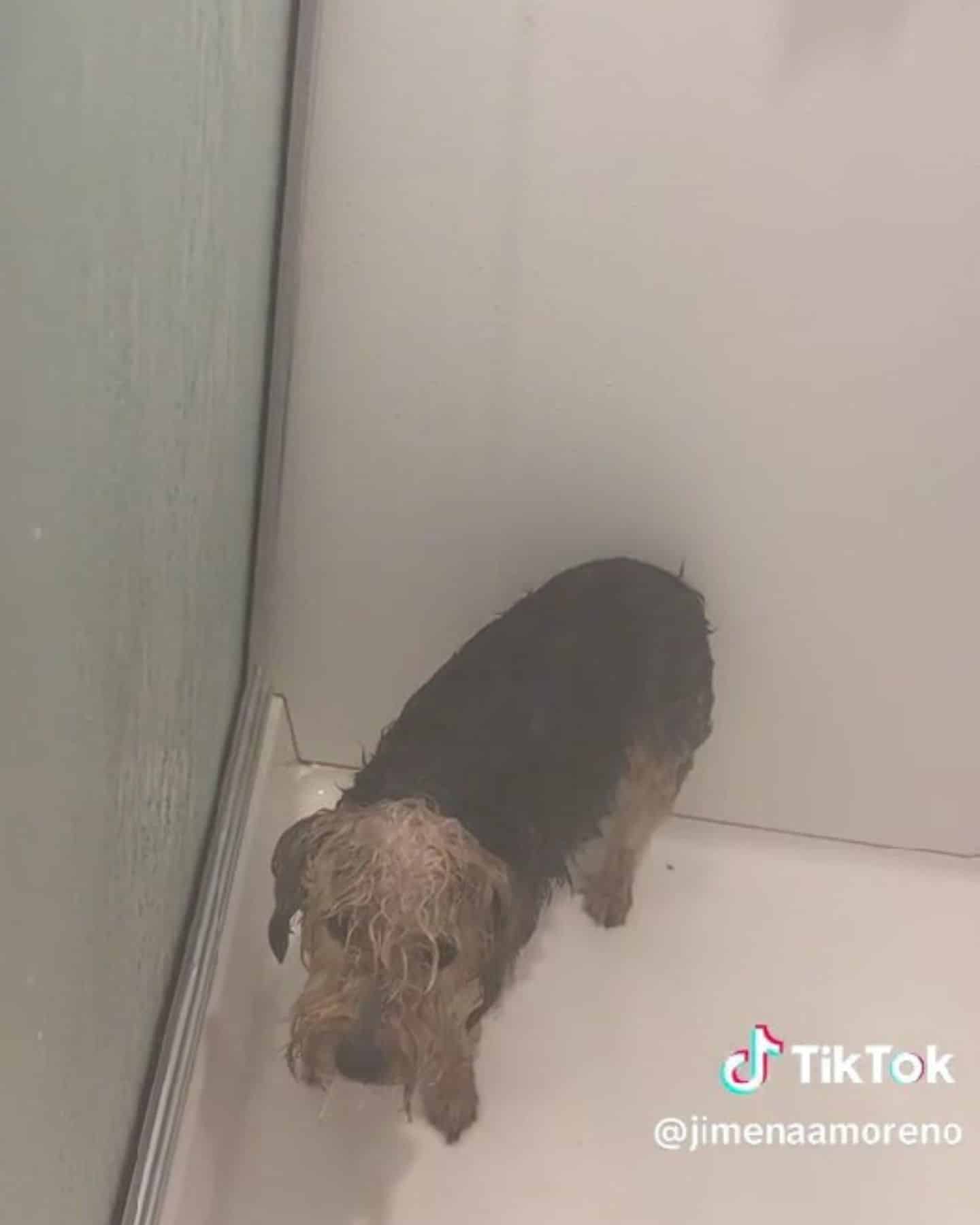 Wet dog Benny standing still under shower water with look of regret