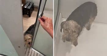 Dog stands soaked after hilarious shower incident