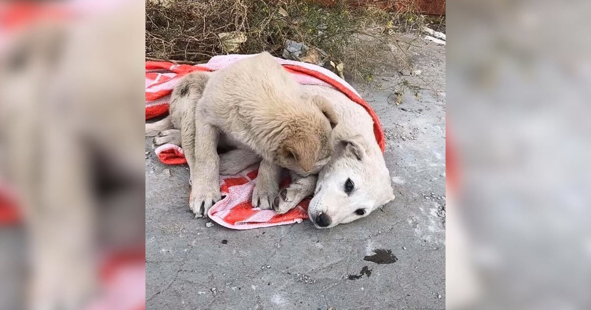 Heartbroken Dog Stays Beside His Injured Sister Until Help Arrives, Refusing to Leave Her Side