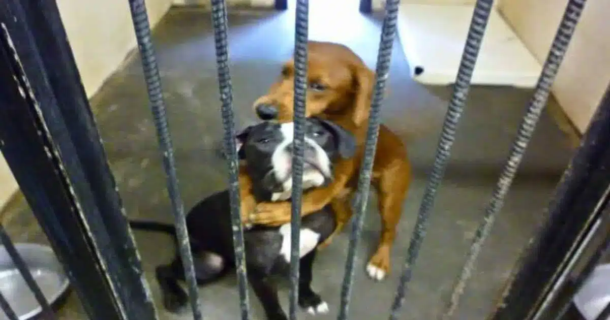 Shelter Dogs’ Hug Photo Goes Viral and Saves Them from Euthanasia