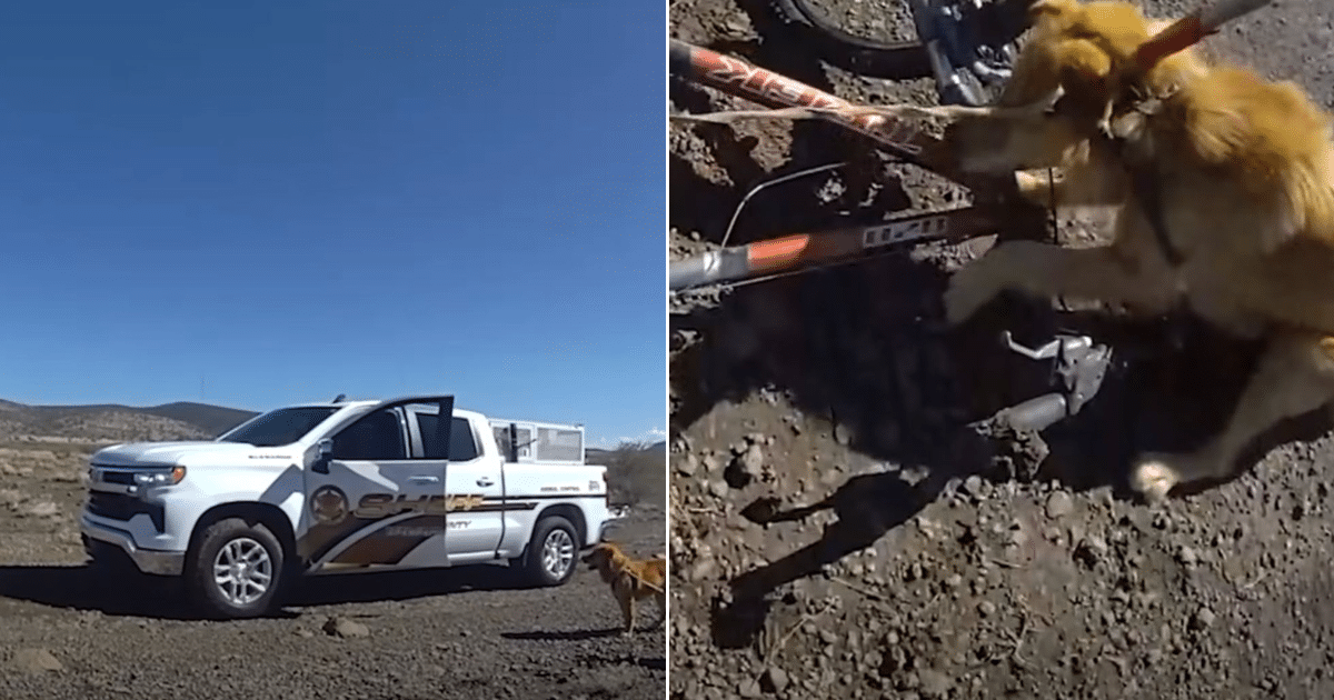 Man Stunned After Finding Two Dogs Tied To Bike In The Middle of The Arizona Desert