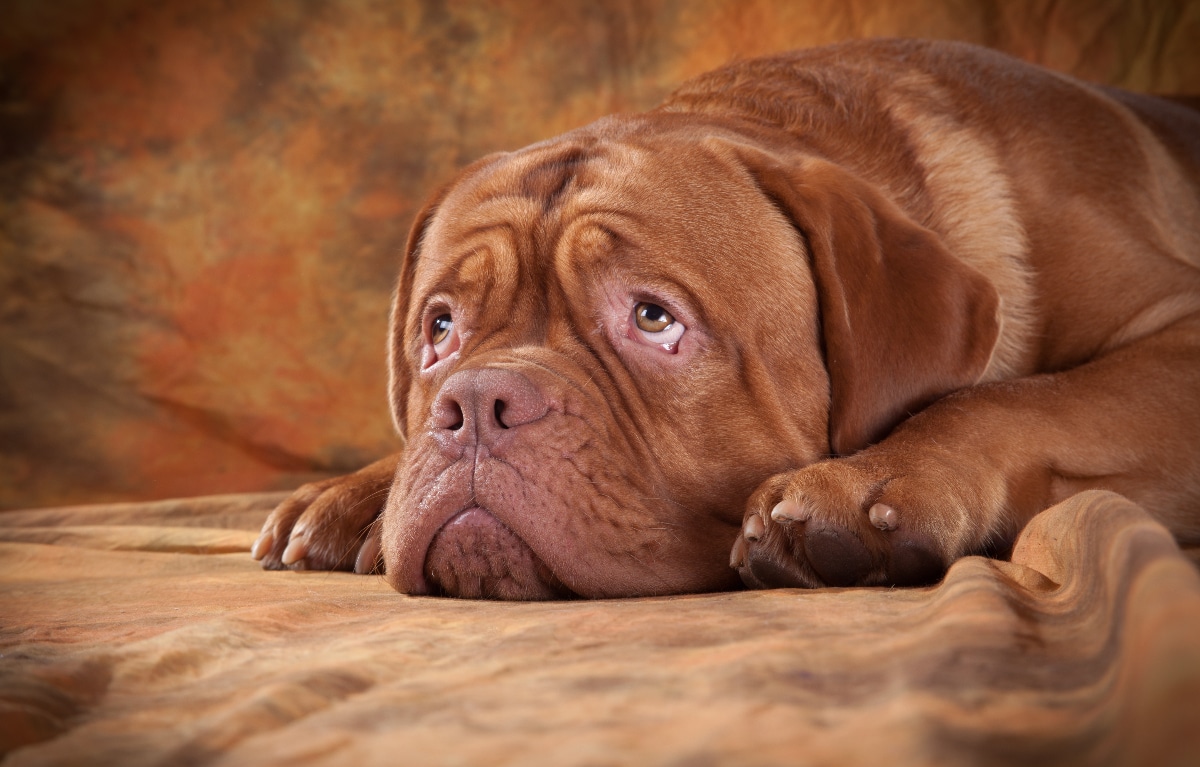 Dogues De Bordeaux sleeping on a dog bed