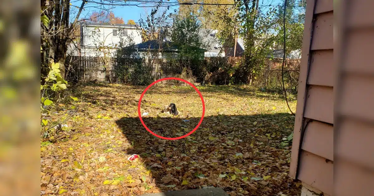 Electrician Spots Two Frightened Puppies in Abandoned Yard and Saves Them from the Streets