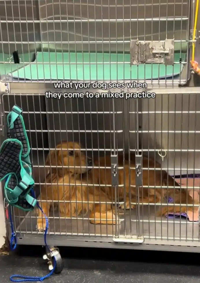 Golden Retriever surprised expression at horse