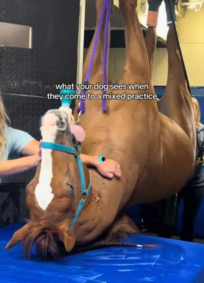 Duncan golden retriever reacting to horse at vet