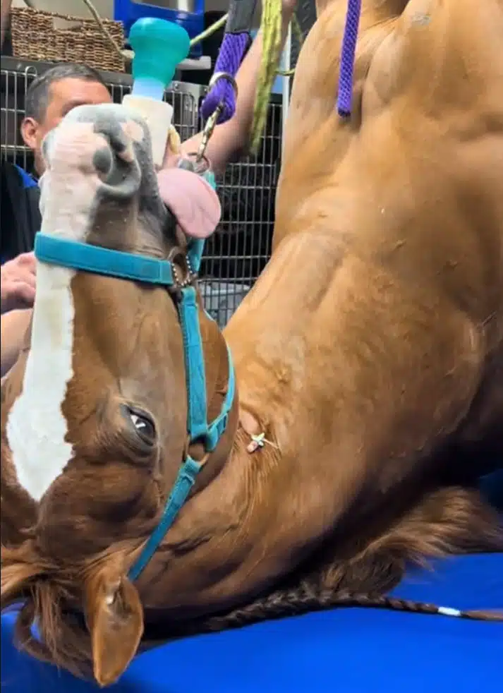 Golden Retriever funny face upside down horse