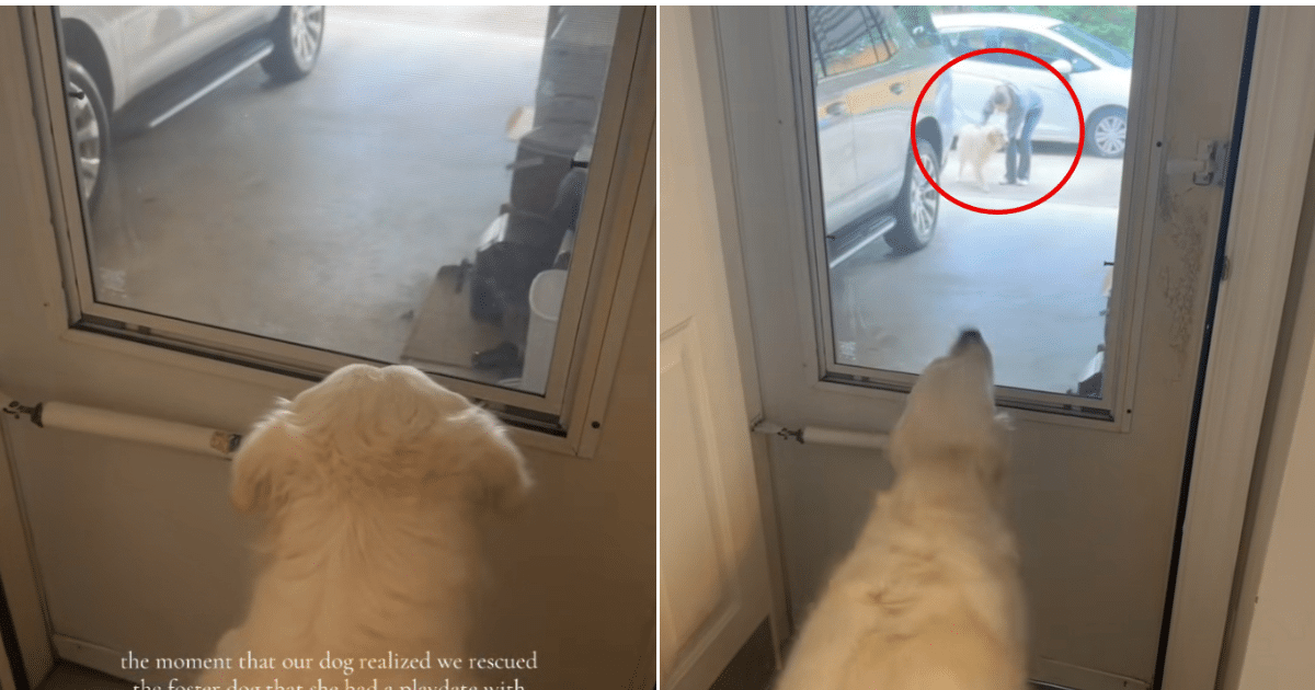 Golden Retriever Realizes Her Family Adopted Her Foster Friend