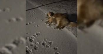 Golden Retriever Snow Walk
