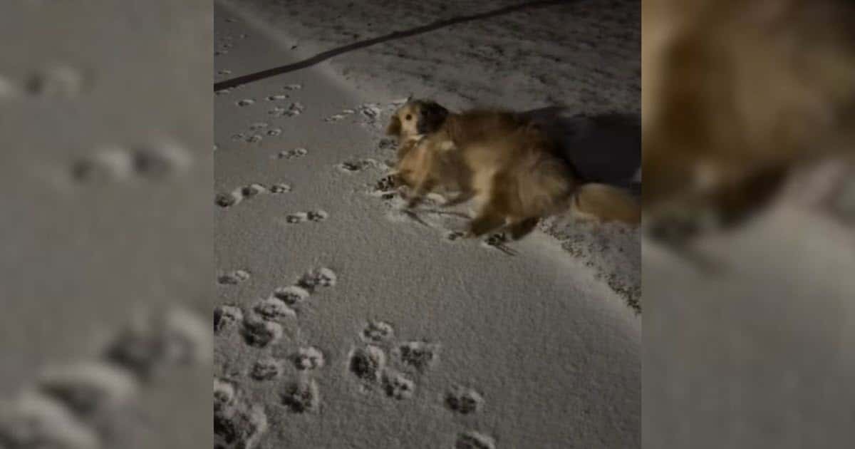 Golden Retriever’s Late-Night Snow Walk with Mom Melts Hearts Online