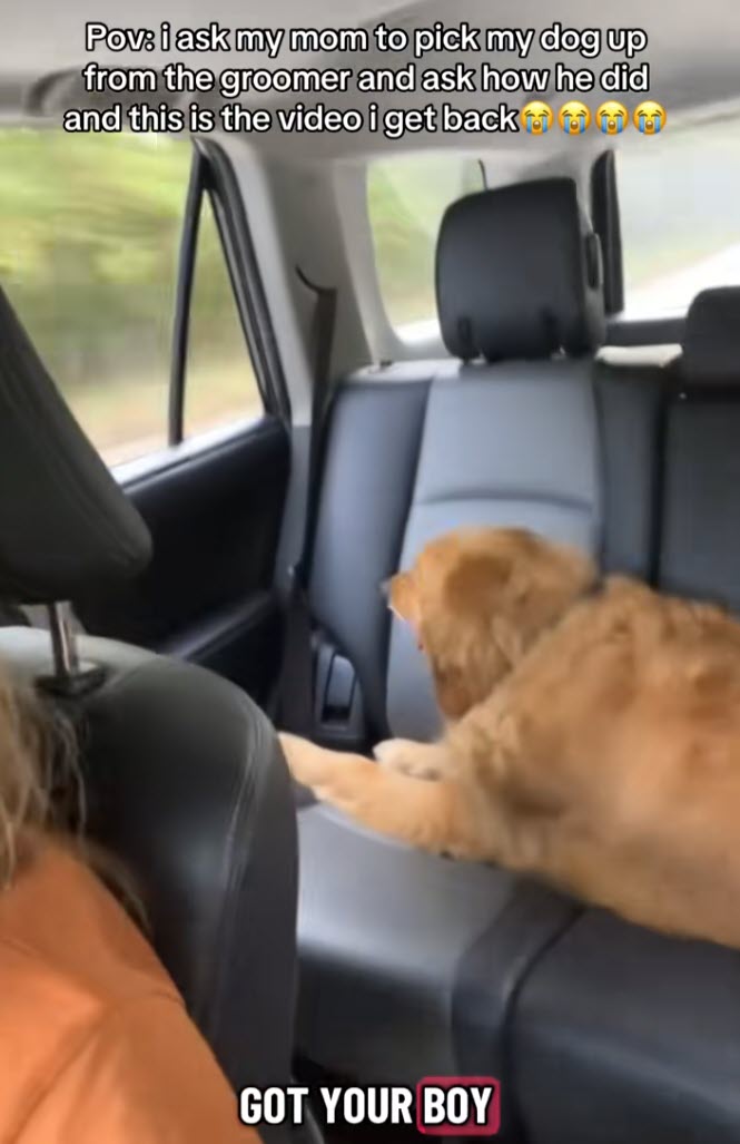 Golden Retriever Flying in Car