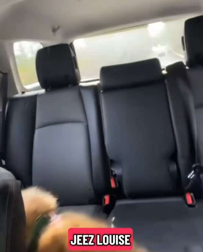 Golden Retriever Recovering in Car