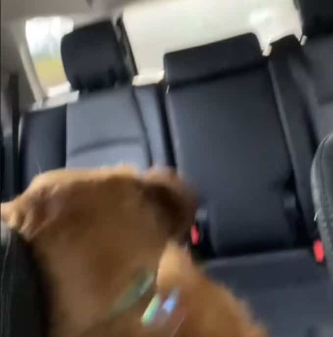 Golden Retriever Back in Seat After Fall