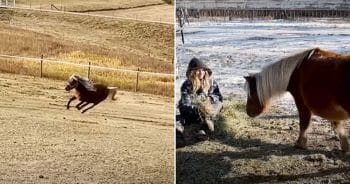 Wini the rescue pony