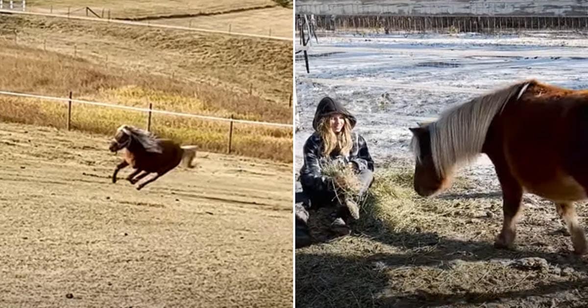 Pregnant Pony Who Once Lashed Out Learns to Love Again After Rescue
