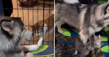 Husky and kitten friends snuggling