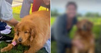 Overweight Golden Retriever