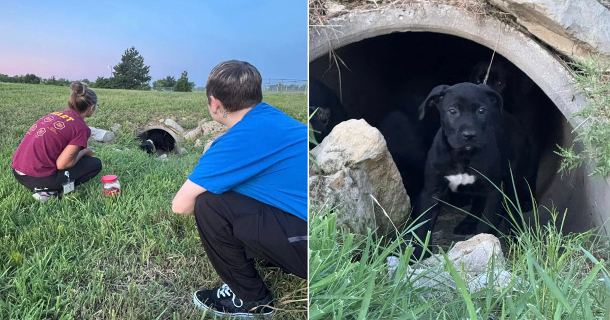 Rescuers Hear Cries from Storm Drain and Save 6-Puppies Abandoned Underground