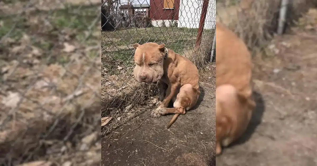 Dog Left Tied to Fence Defies Odds with Incredible Comeback