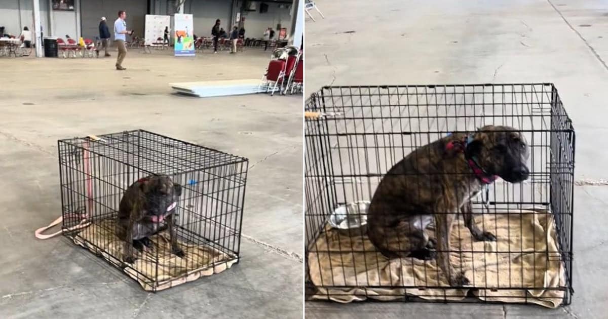 Sweet Dog Overlooked Twice Finally Finds a Family Who Won’t Give Up