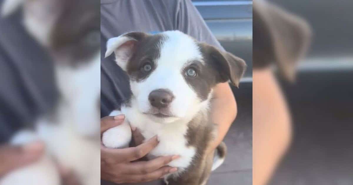 Tiny Rescue Puppy Returned After 1-Day for ‘Crying Too Much’, Then Something Amazing Happens