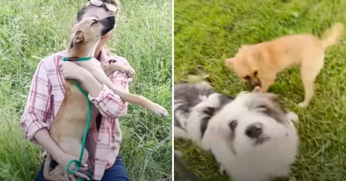 Abandoned Puppy Found in Field Becomes Unexpected Hero for Dog With PTSD