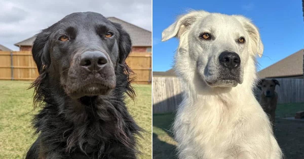 Dog’s Rare Condition Turns His Jet-Black Coat into Brilliant White, Stunning Everyone