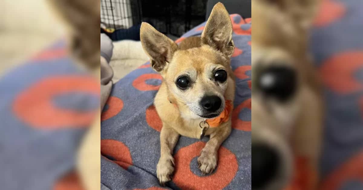 Senior Chihuahua Surrendered Without Explanation Finds Loving Home to Grow Old In