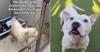 Brutus Shelter Dog Excited For Walk