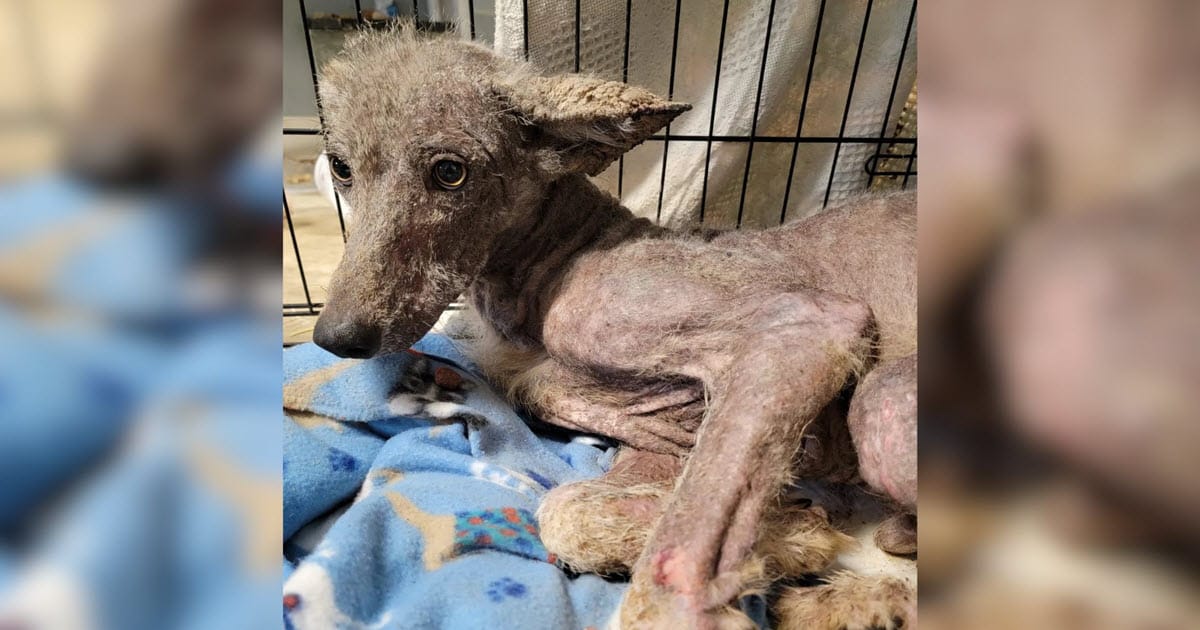 Woman Thought She Saved a Stray Dog, But DNA Test Showed Something Unexpected