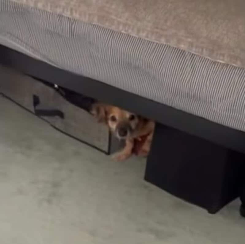 Curious Tiki exploring his home