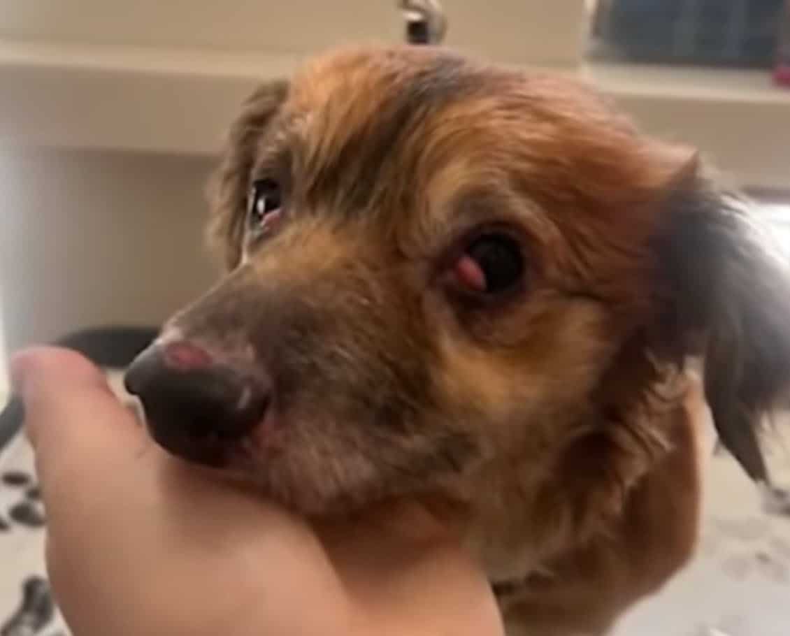 Tiki promoting other rescue dogs