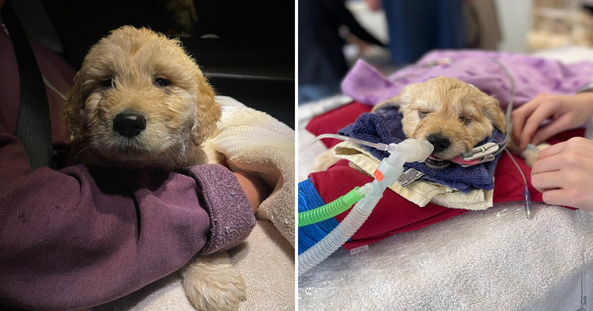 Vet Refuses to Euthanize Puppy with Birth Defect, Gives Him Second Chance at Life