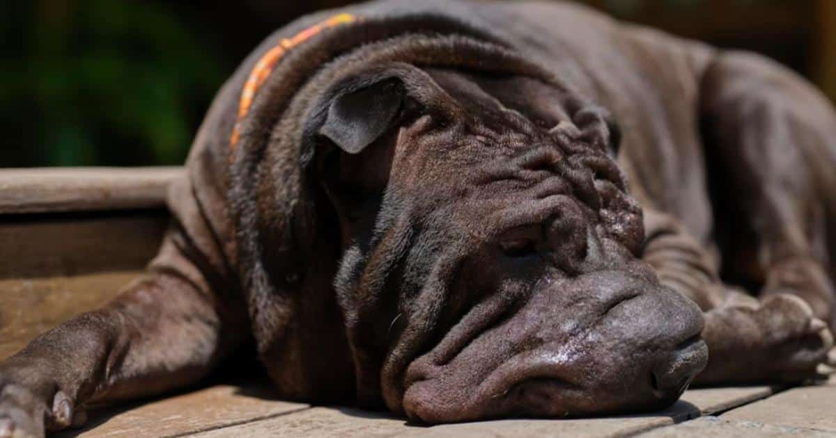 7 Things Every Shar Pei Owner Should Know Before Bringing One Home