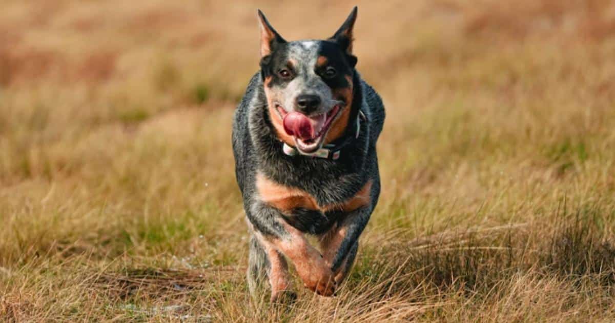 7 Things Every Australian Cattle Dog Owner Should Know Before Bringing One Home