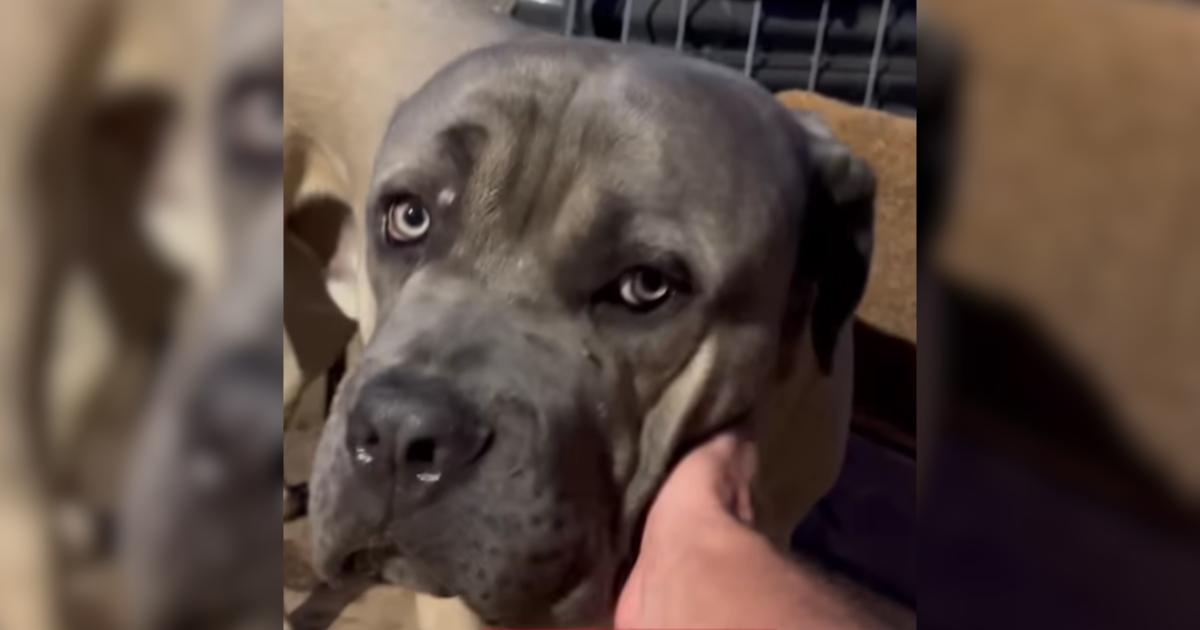 All It Took Was Trust for Beau to Show His Gentle Side