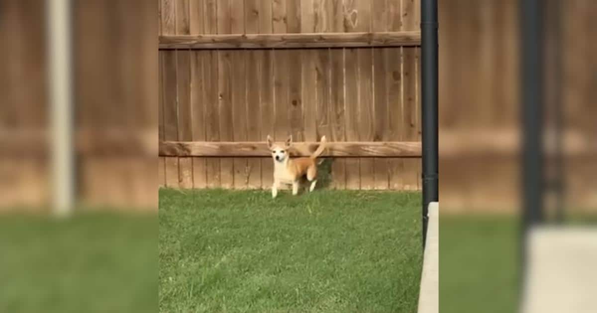 A Simple Fence Crawl Led to a Beautiful Friendship