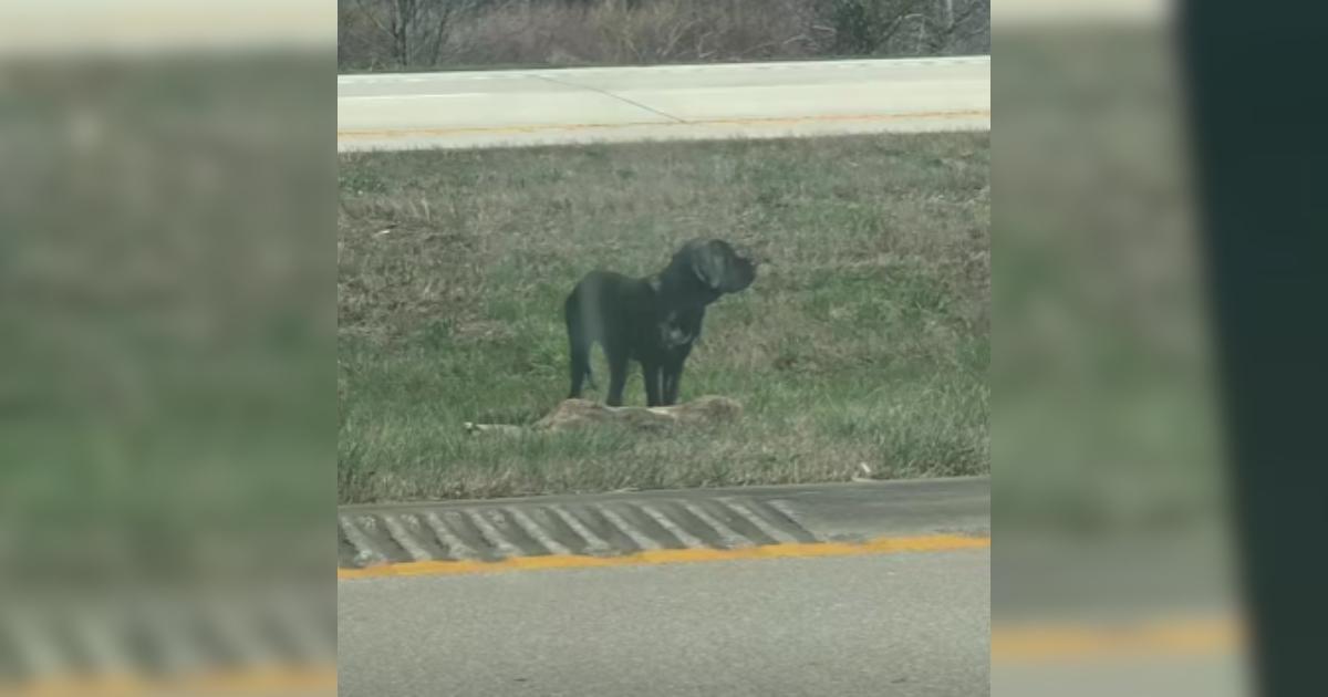 Stranded and Scared, This Dog’s Story Ended With Family and Love