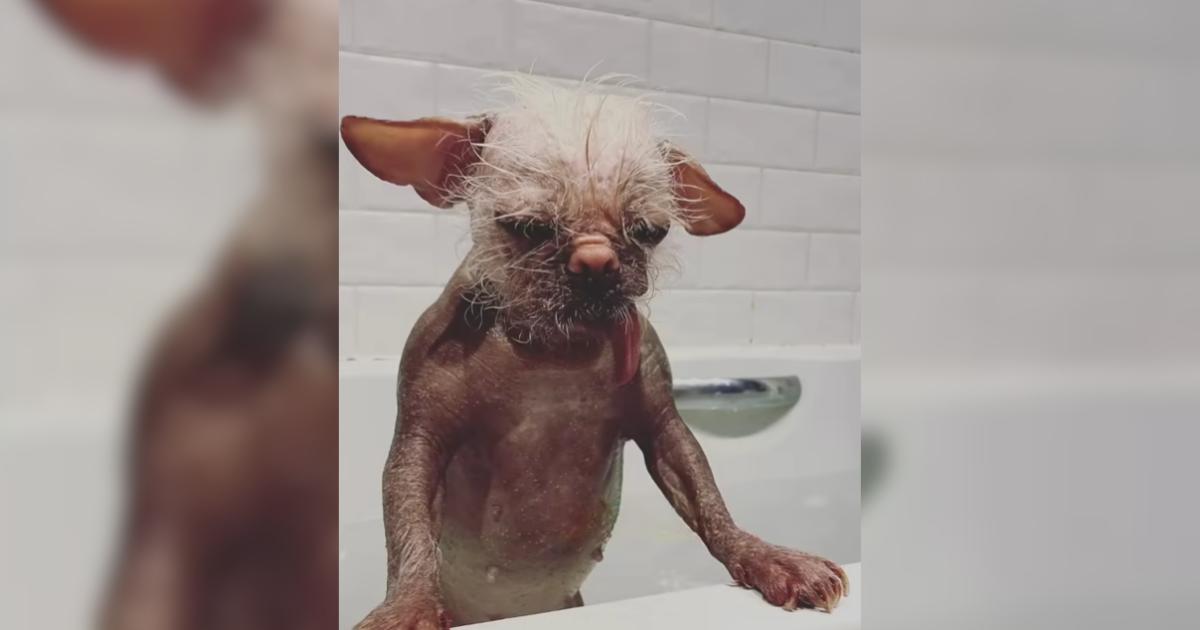 Peggy the Hairless Pug Proves You Don’t Need Fur to Be Beautiful