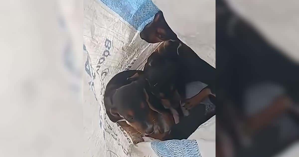 Thrown Away Puppies Find Love in a Sanctuary of Hope