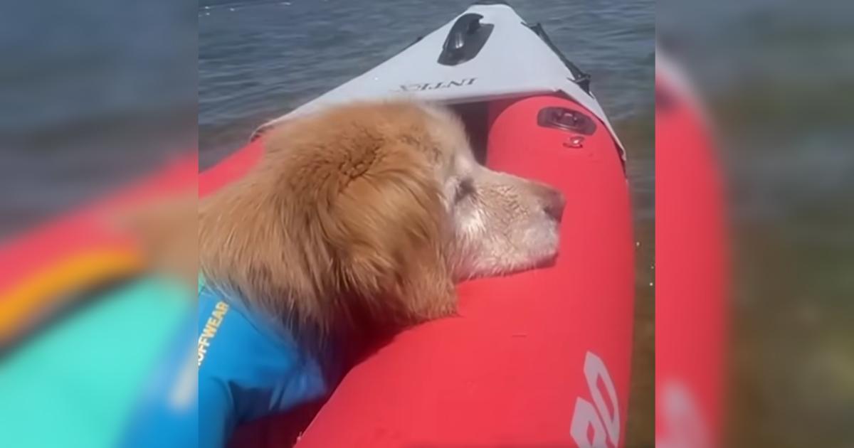 Senior Dog’s Joyful Dances Fill Every Day With Love