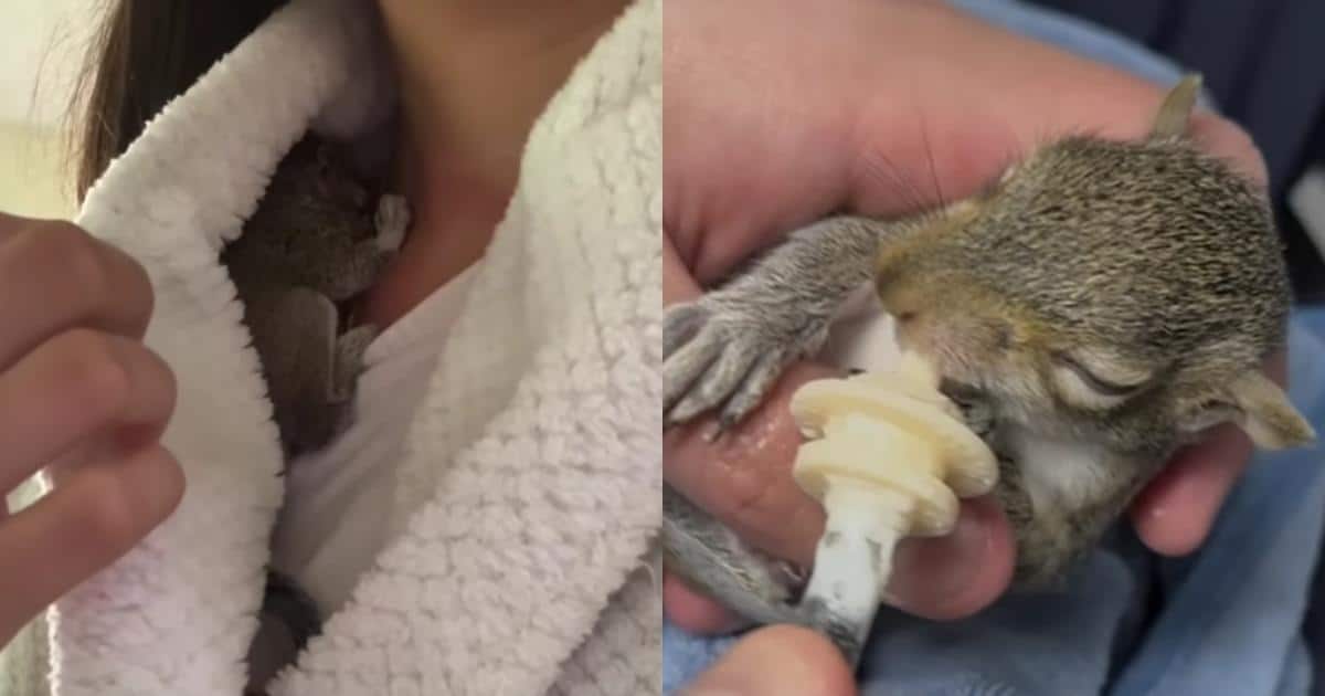 A Tiny Squirrel’s Journey From Rescue to Freedom