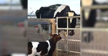 orphan calf looking for mother