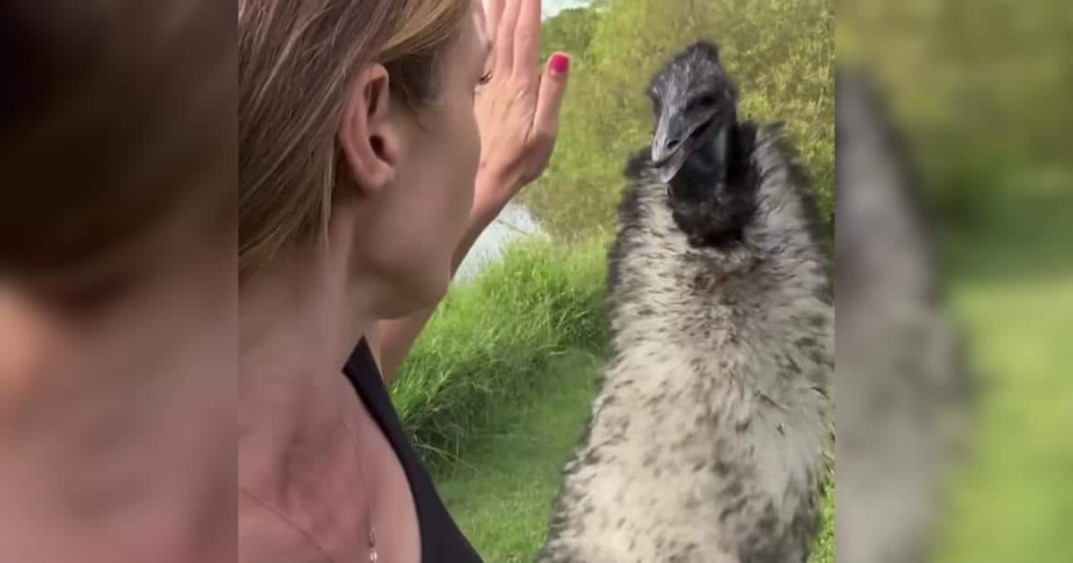 Jealous or Just Devoted? This Emu Guards Her Human With Pride