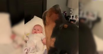 Toddler and Rottweiler bonding