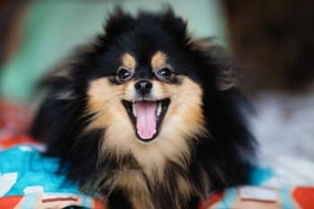 pomeranian