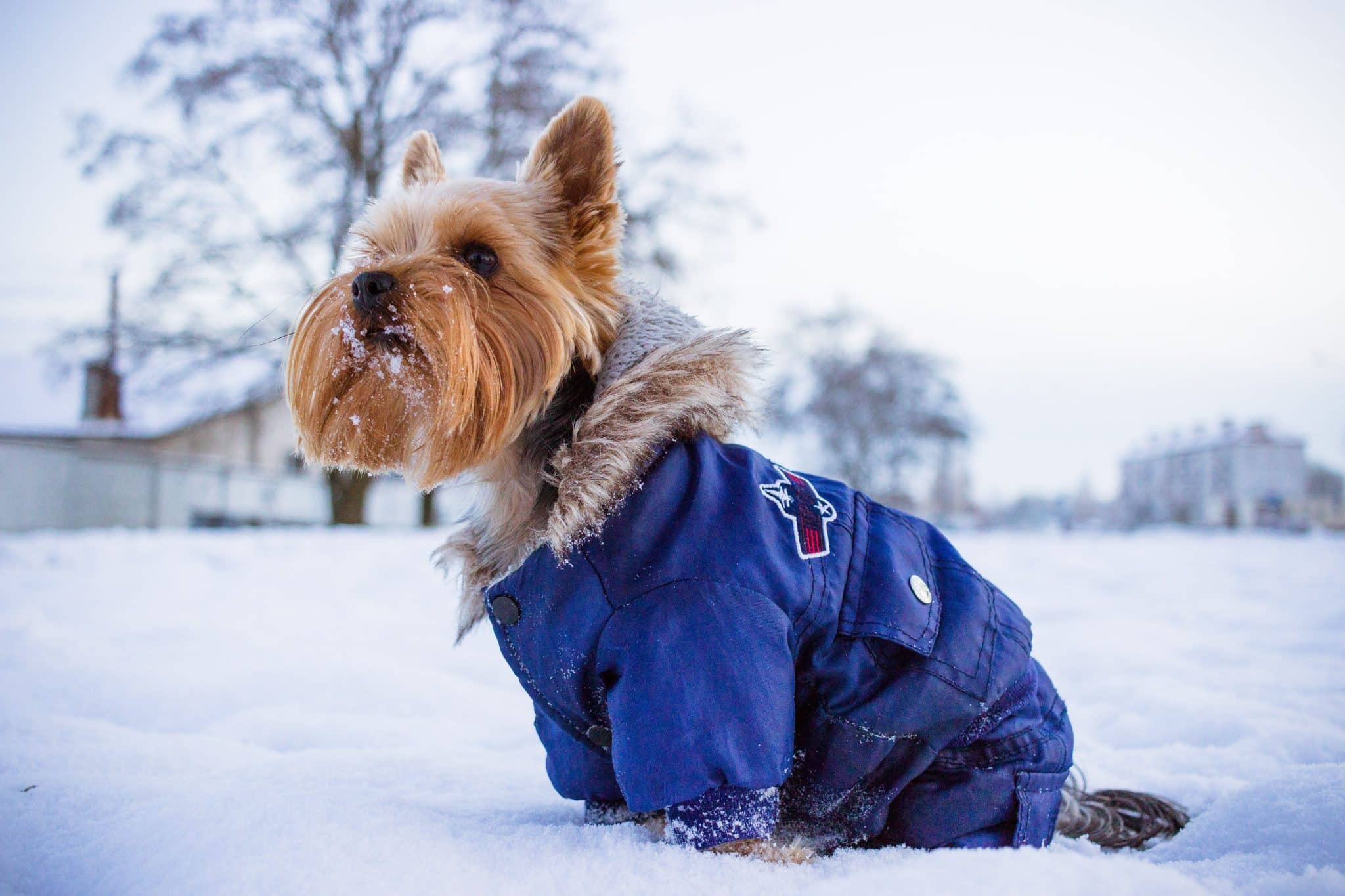 18 Must Have Dog Products for Winter