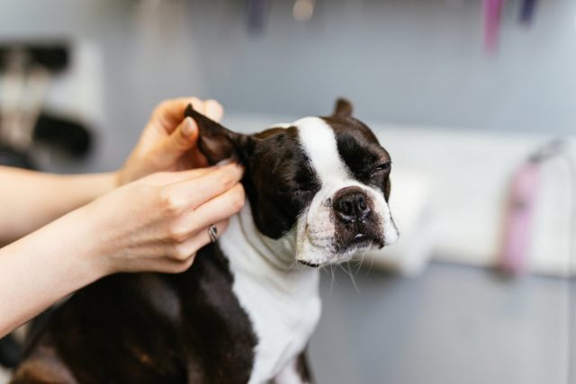 Boston Terrier dog gets its ears cleaned in a grooming salon