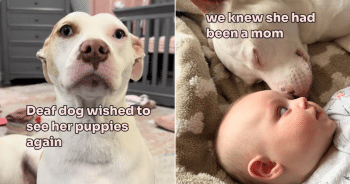 Deaf Dog First Morning Home